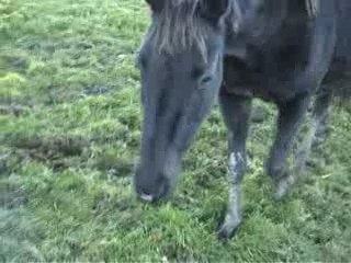 Etamine et Succès...novembre 2006 !