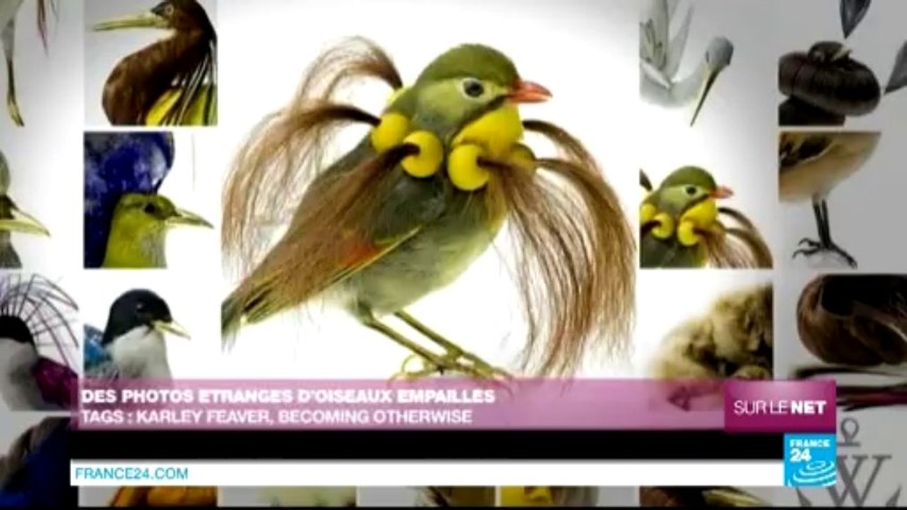 SUR LE NET - Les migrants clandestins mobilisés en Israël