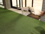 Playful Puppies Run Straight Into Door!