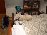 Husky Dog Runs Laps on Bed!