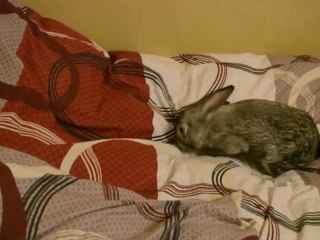 Bunny Gets Rid of Bed Sheet Creases