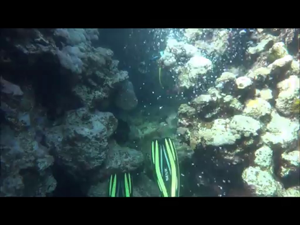 AKRODIVE - Find the turtle !
