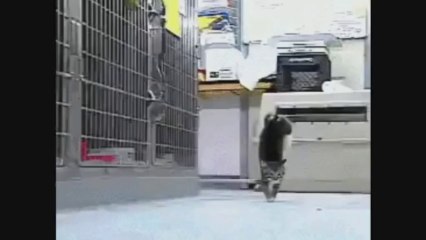 A cat walking like humans with a funky beat