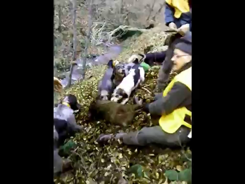 griffons bleu à la mort d'un sanglier blessé