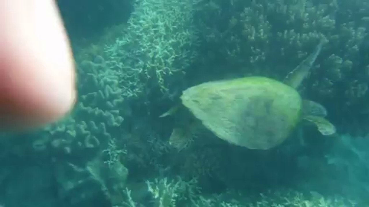 Tortue