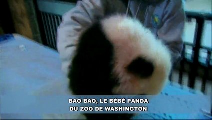 Bao Bao, le bébé panda, est encore un peu endormi