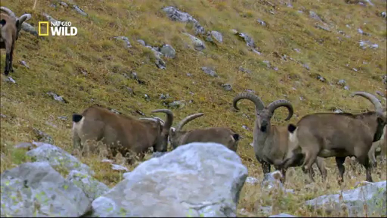 Les chamois du Caucase