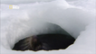 Arctique : Les phoques du Groenland
