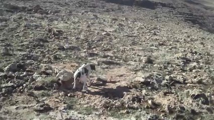 CARLOS KUM KEKLİĞİ FERMA 2