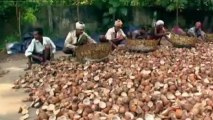 Coconuts lead to Kerala's economic boom