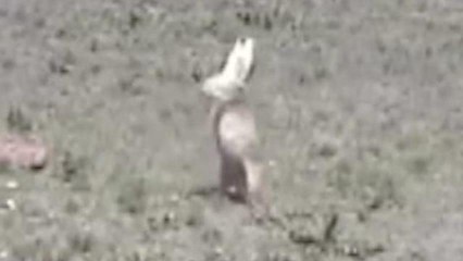 Researchers Learn Why Prairie Dogs Appear to Do The Wave