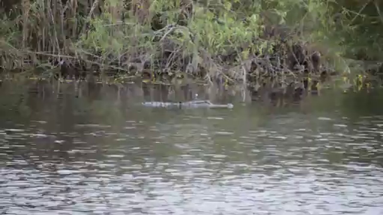 Aligator 1