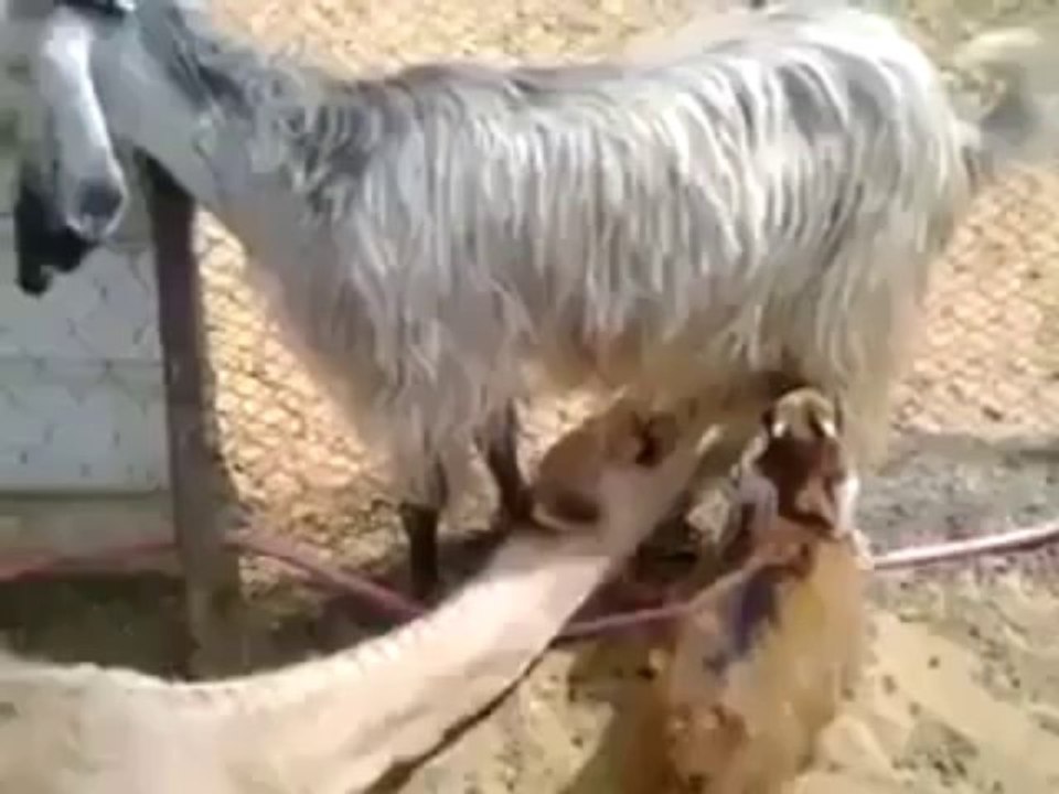 amazig Got