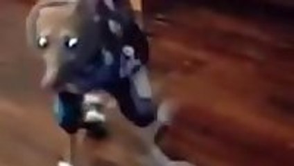 Dog's First Snow Day