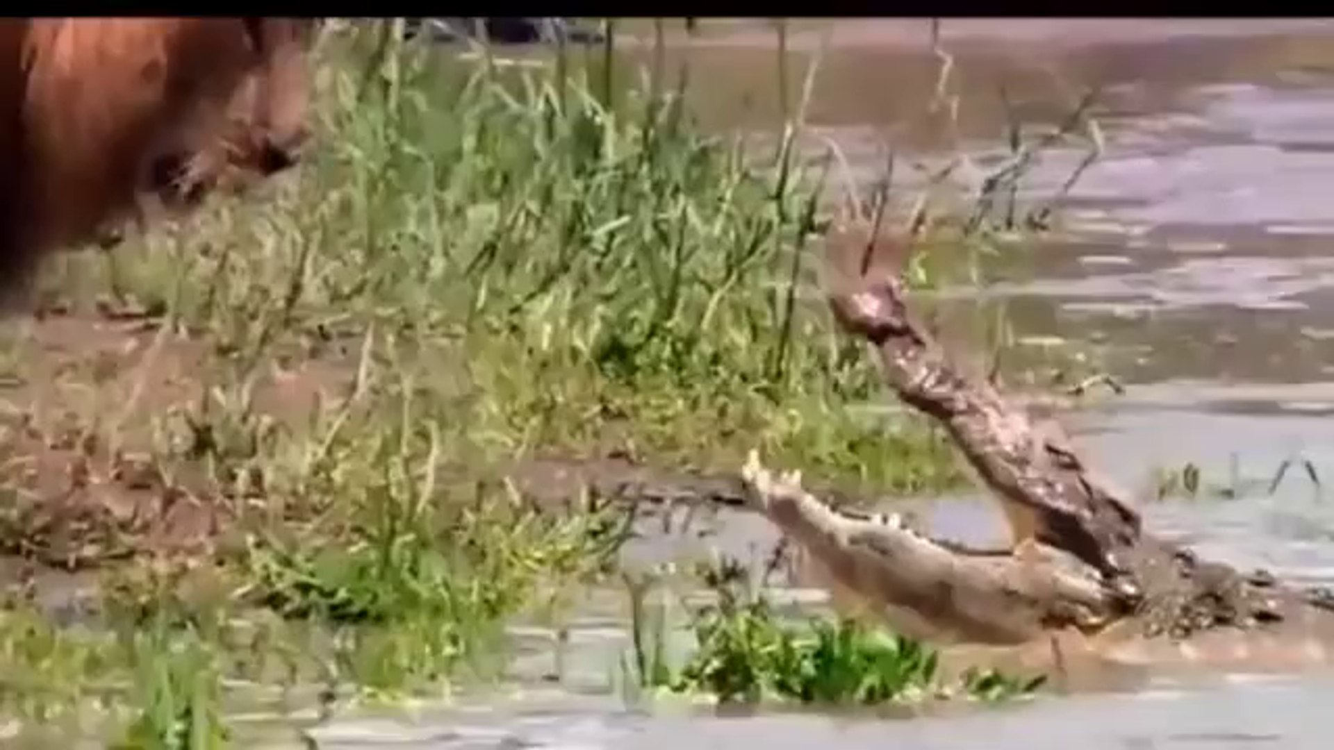 ⁣Amazing Animals fight. The Best Animal Fights! Compilation 2013 (Animals vs. Animals)