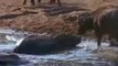 Hippo Vs Crocodile at the water hole Killing Frenzy