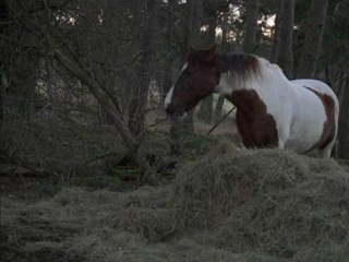 Cheval massacré dans la Loire: la piste du rituel satanique étudiée - 09/01
