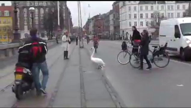 Kuğu köprüye düştü