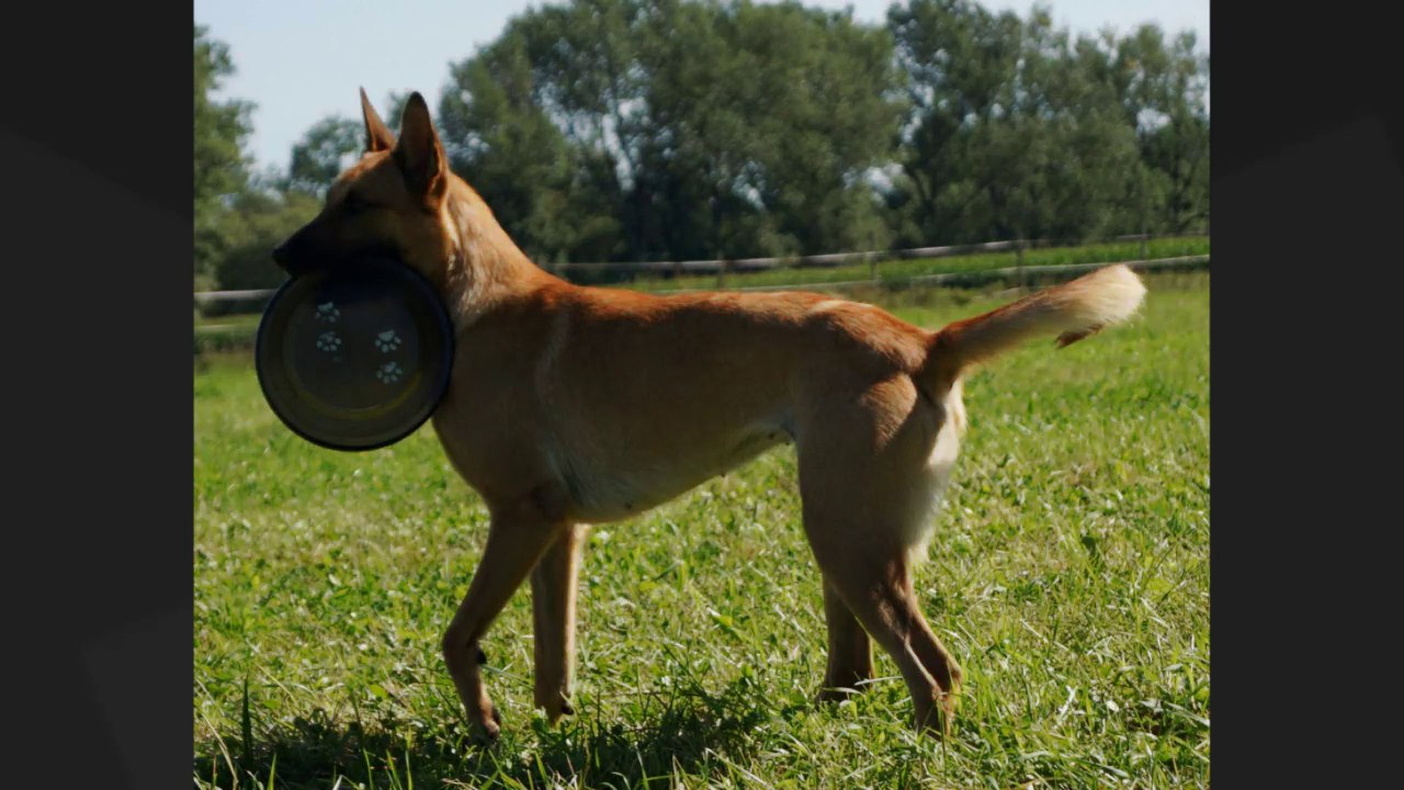 Be Aware C'Teufelchendoing@ doing Frisbee