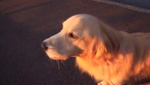 Chien trop mignon imite une Sirène de police!