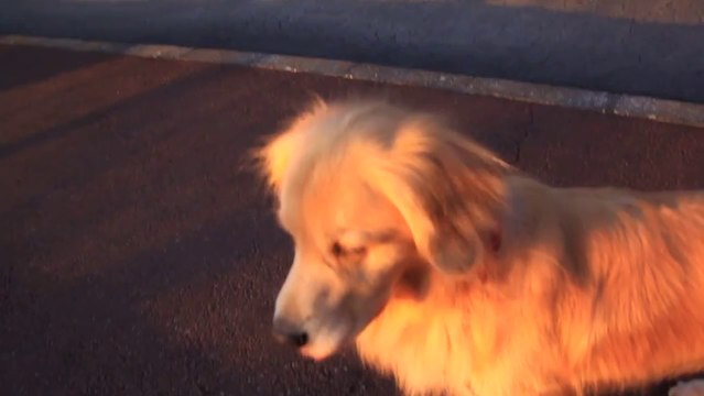 Dog imitates Police Siren! So cute pet!