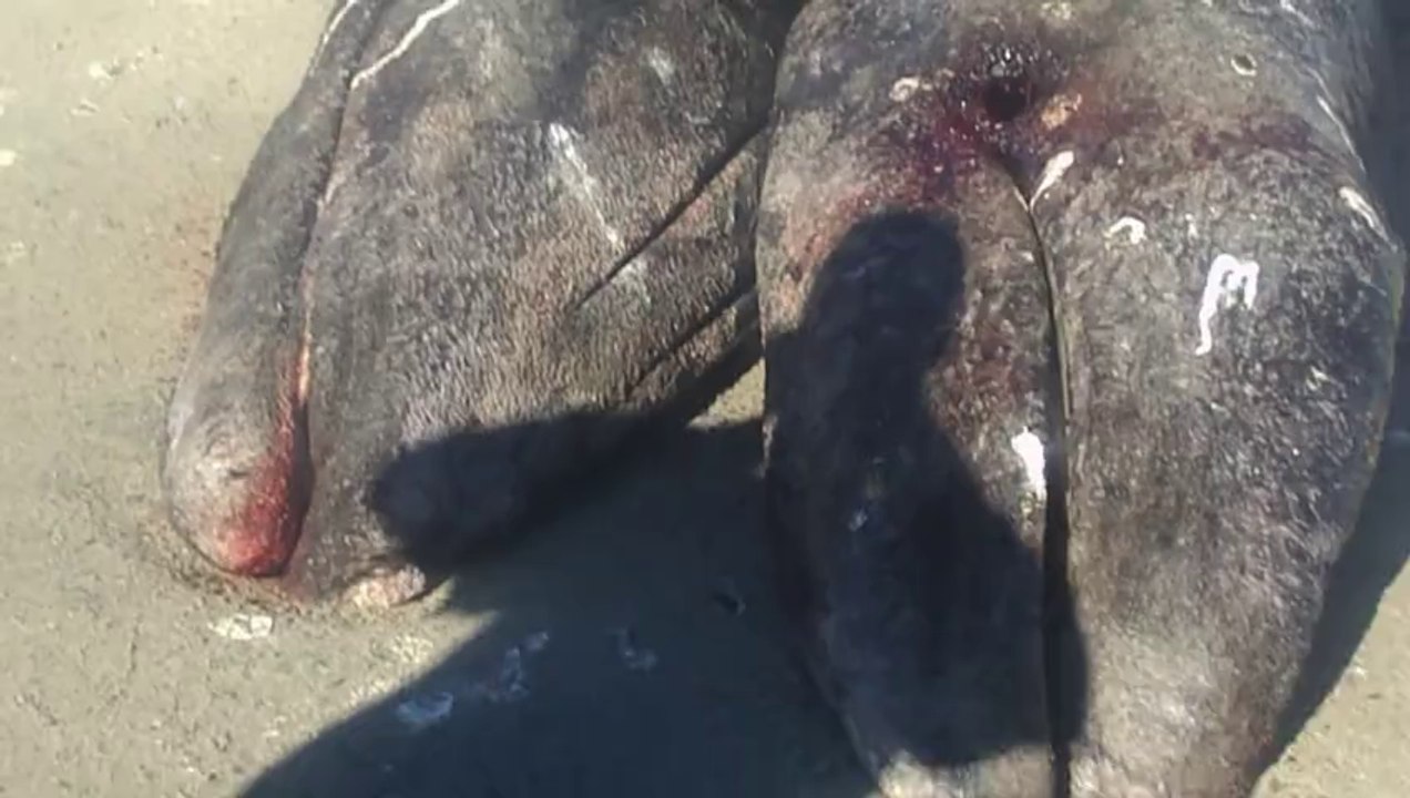 Très rares baleines grises siamoises trouvées au Mexique