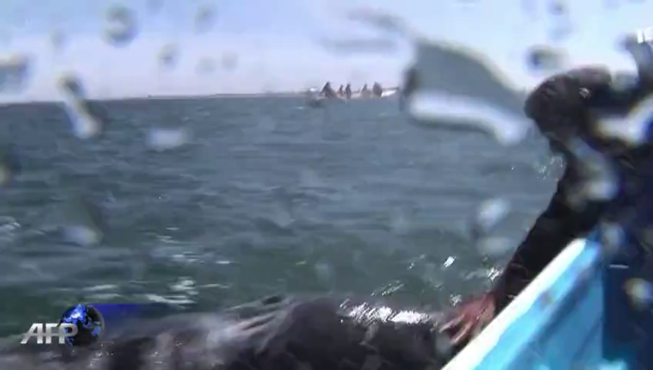 Siamesische wal-zwillinge entdeckt