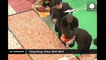 World's largest sushi mosaic created in Hong Kong