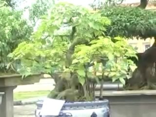 Triển lãm cây cảnh Xuân Trường - Nam Định 2011 - Phần 2