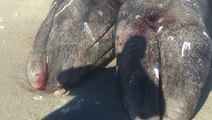 Baleias siamesas no México
