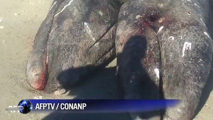'Exceptionally rare' conjoined whales found in Mexico