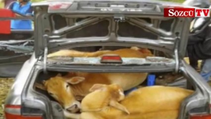 4 inek 1 arabaya nasıl sığar..!!