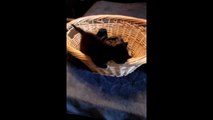 Kitten helps with laundry