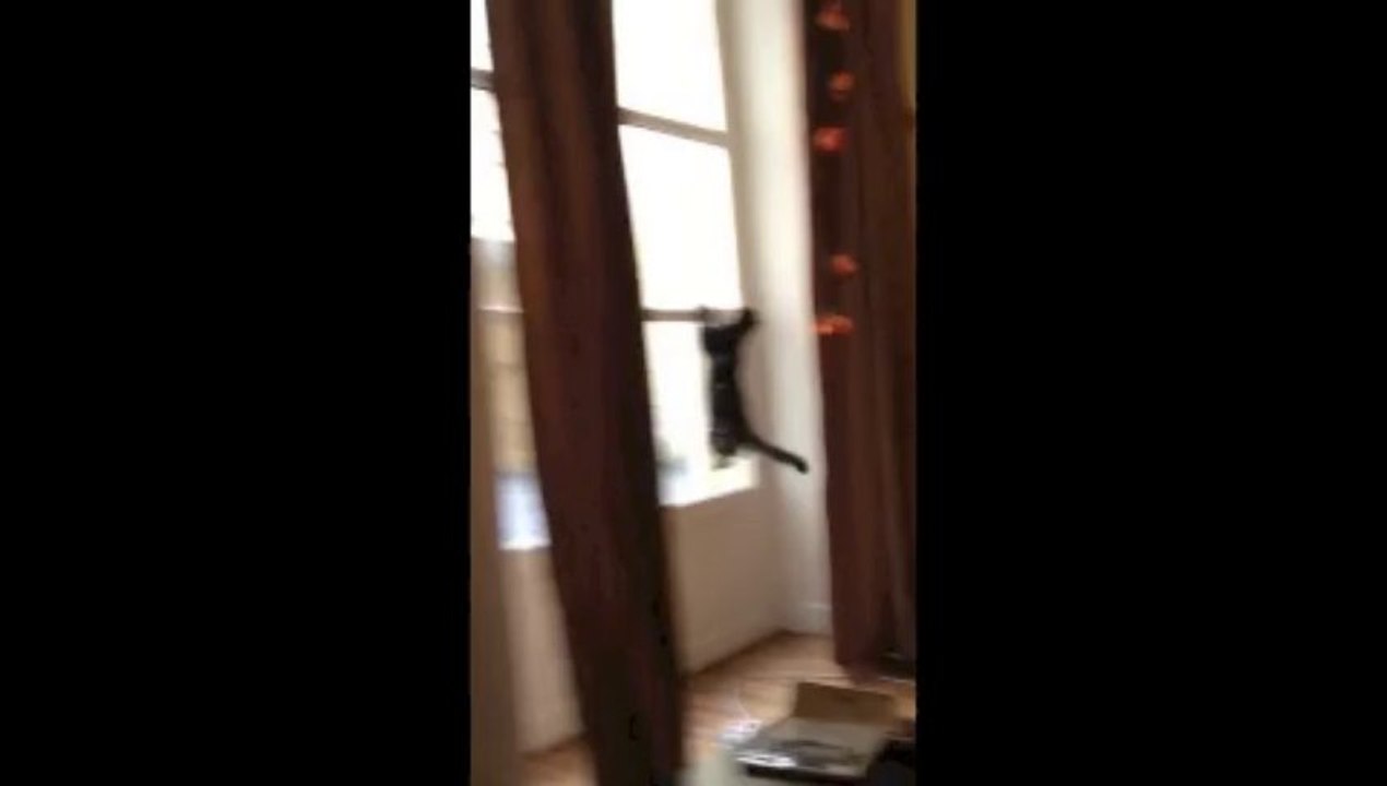 Chat qui saute