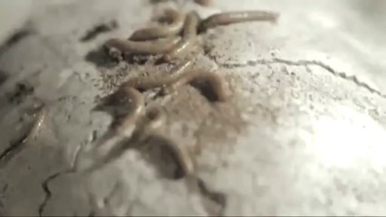 Suicidal Angels - In The Grave