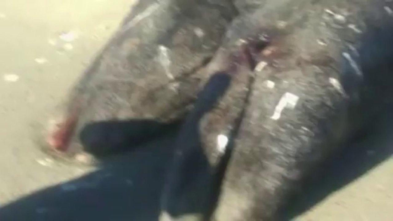 Des baleines grises siamoises découvertes sur la côte mexicaine