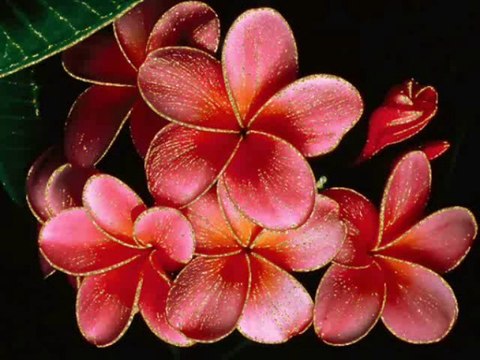 HAMSİ BALIĞI GİBİ ayla algan