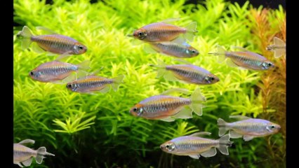 Pet Animals & Sea Creatures