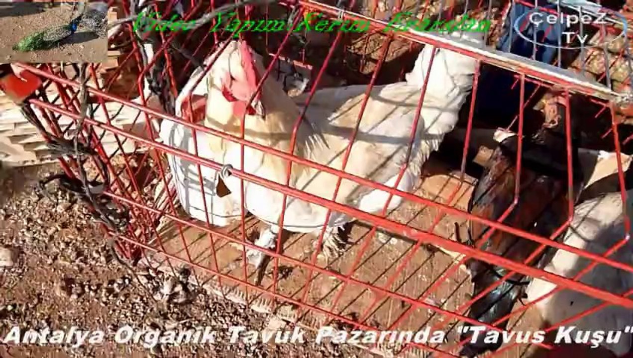 Antalya Organik Tavuk Pazarında "Tavus Kuşu" Zenginliklermiz...