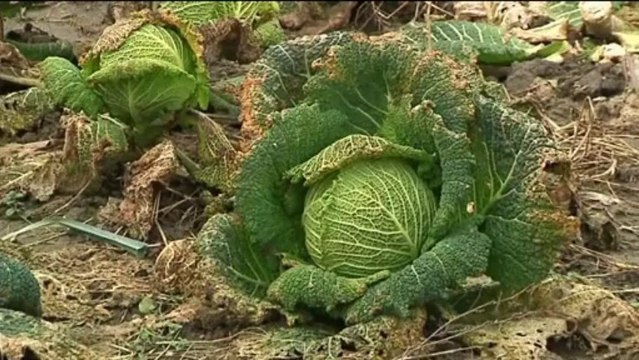 JT DES VOIRONNAIS - 09 Janvier 2014