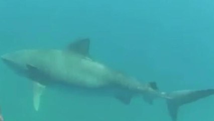 Mysterious Tiger Shark Migration Routes Revealed