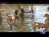 Geo FIR-08 Jan 2014-Part 2 Illegal hunting of brids in badin