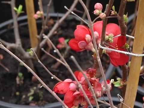 L'hiver est doux, mais les agriculteurs craignent le retour du froid -10/01