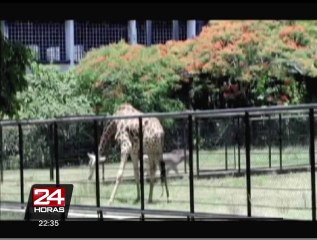 El verano en Brasil es tan intenso que hasta animales toman helados