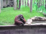 Orangutan Asks for Some Treats!