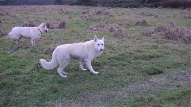 Jeune chien, je rêvais parfois en noir et blanc