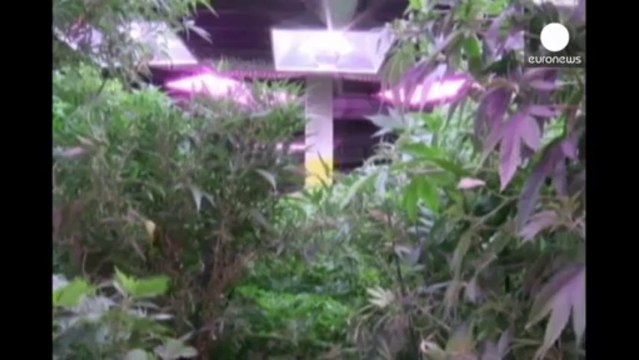 Marijuana: in Colorado è corsa all'oro verde, in una settimana vendite per 5mln $