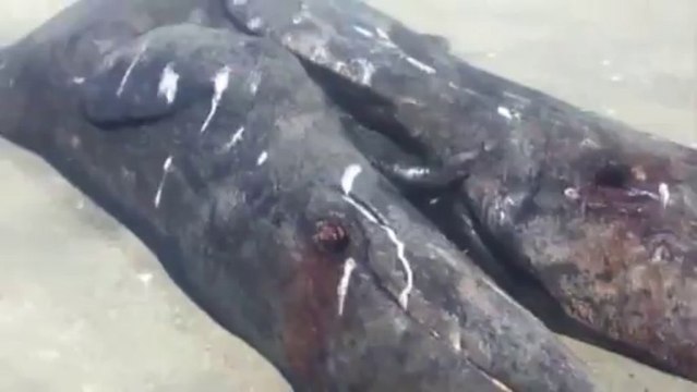 Deux Baleines Siamoises Echouées sur une Plage au Mexique !!
