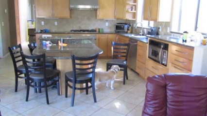 Genius Dog Climbs On Counter, Opens Oven, Steals Chicken Nuggets