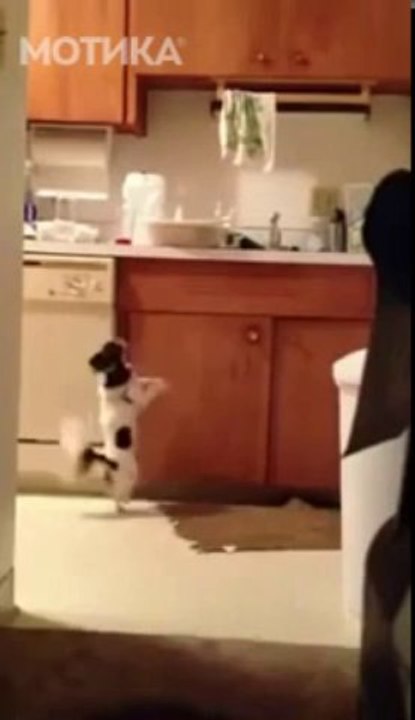 МОТИКА: Отиде во кујната да си земе сендвич и се разигра